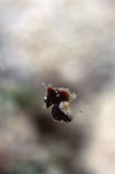 Free swimming Weedy Pygmy Seahorse. I found small colonie... by Richard Smith 